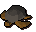 Sea turtle