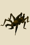 [image: flesh crawler]